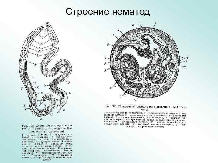 Строение нематод 