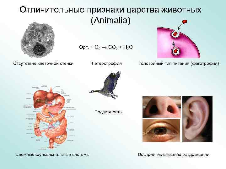 Признаки животных 5 класс. Отличительные признаки животных. Животные с характерными признаками. Отличительные признаки царства животных. Признаки характерные для животных.