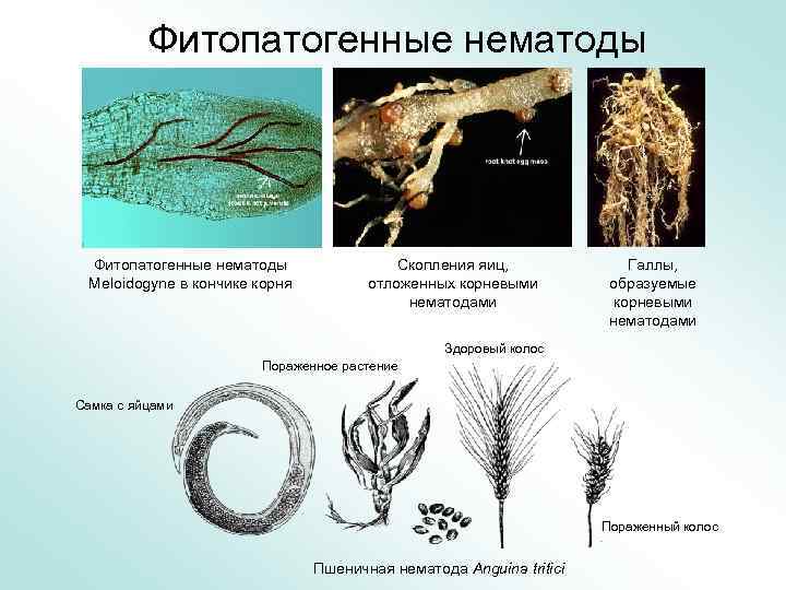 Фитопатогенные нематоды Meloidogyne в кончике корня Скопления яиц, отложенных корневыми нематодами Галлы, образуемые корневыми