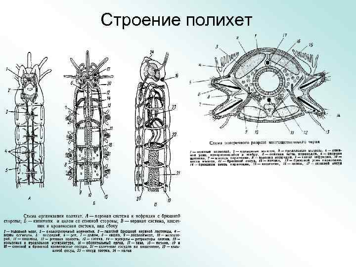 Строение полихет 