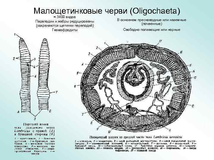 Малощетинковые черви (Oligochaeta) ≈ 3400 видов Параподии и жабры редуцированы (сохраняются щетинки параподий) Геомофродиты