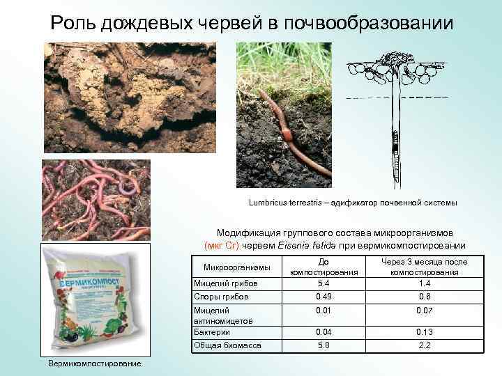 Какие признаки характерны для дождевого червя