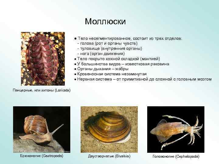 Моллюски несегментированное тело. Тело моллюсков состоит из. Царство животные Тип моллюски. Мягкое несегментированное тело
