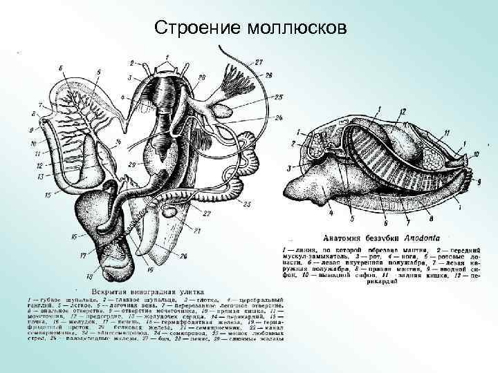 Строение моллюсков 