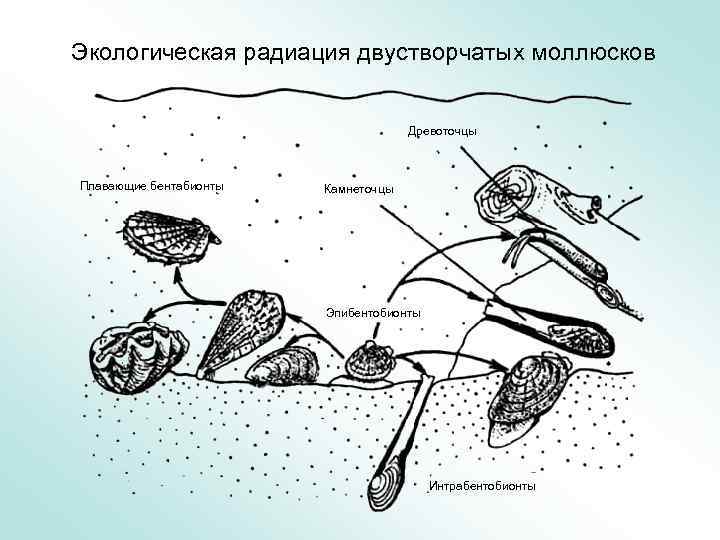 Экологическая радиация двустворчатых моллюсков Древоточцы Плавающие бентабионты Камнеточцы Эпибентобионты Интрабентобионты 