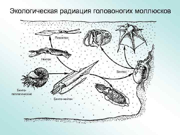 Бентос планктон нектон схема