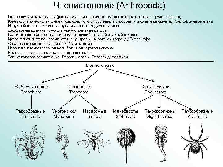 Членистоногие (Arthropoda) Гетерономная сигментация (разные участки тела имеют разное строение: голова – грудь -