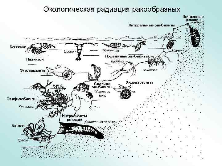 Экология животных схема