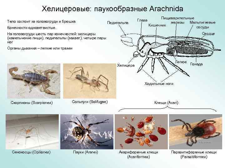 Тело состоит из головогруди и брюшка. Хелицеровые Членистоногие. Класс паукообразные систематика. Личинка паукообразных. Царство животных паукообразные.