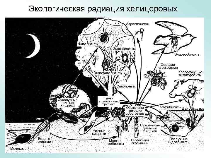 Экологическая радиация хелицеровых Аэропланктон Фитобионты Эктопаразиты Эндозообионты Форезия насекомыми Кровососущие эктопаразиты Эндофитобионты Эпибионты Сухопутные