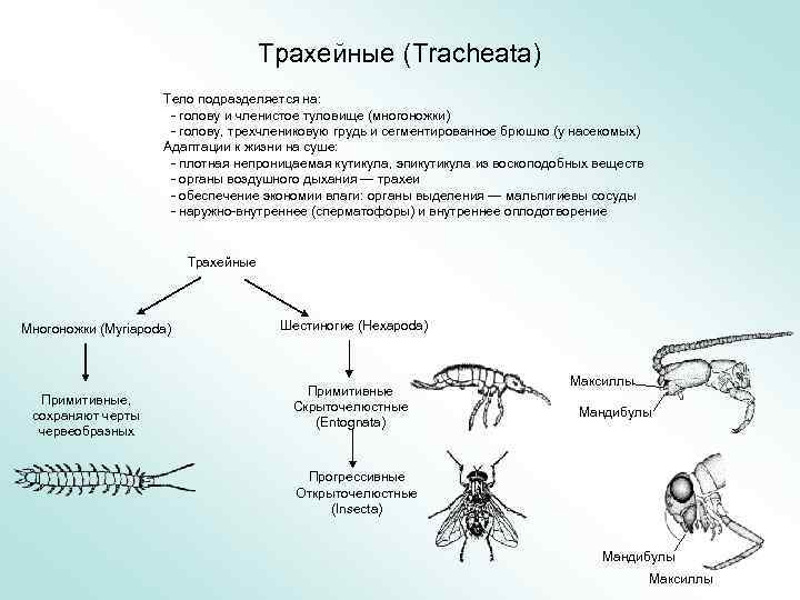 Трахейные (Tracheata) Тело подразделяется на: - голову и членистое туловище (многоножки) - голову, трехчлениковую