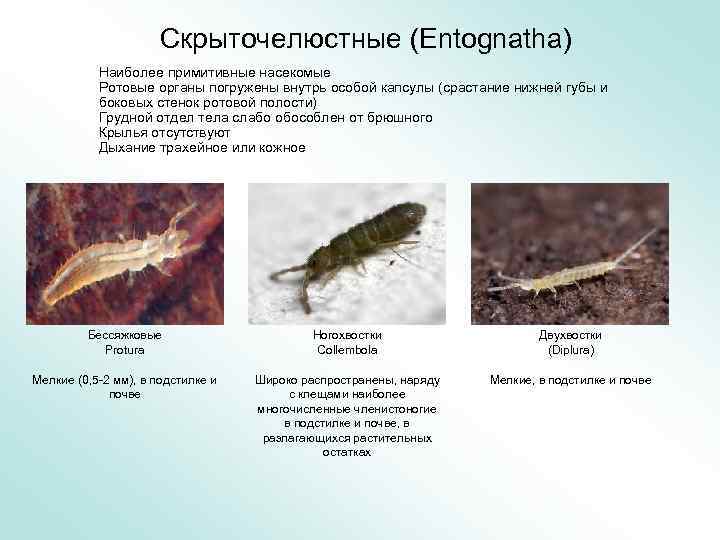 Cкрыточелюстные (Entognatha) Наиболее примитивные насекомые Ротовые органы погружены внутрь особой капсулы (срастание нижней губы