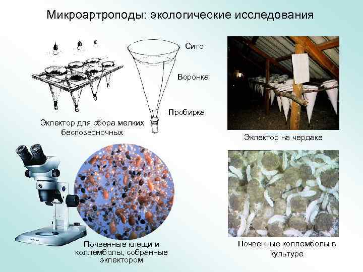 Микроартроподы: экологические исследования Сито Воронка Пробирка Эклектор для сбора мелких беспозвоночных Почвенные клещи и