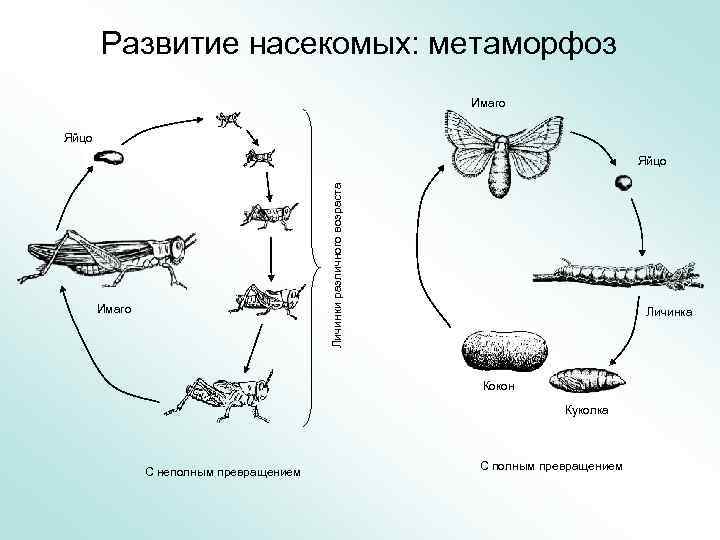 Развитие насекомых: метаморфоз Имаго Яйцо Личинки различного возраста Яйцо Имаго Личинка Кокон Куколка С