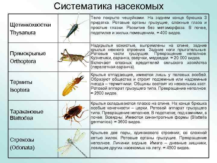 7 отрядов насекомых. Класс насекомые классификация. Отряды насекомых Таракановые Прямокрылые уховертки поденки таблица. Таблица представители Прямокрылые биология насекомые 7 класс. Таблица по биологии 7 класс отряды насекомых Стрекозы вши жуки.