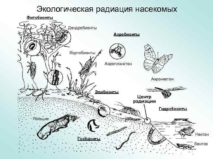 Экологическая радиация насекомых Фитобионты Дендробионты Аэробионты Хортобионты Аэропланктон Аэронектон Эпибионты Центр радиации Гидробионты Роющие