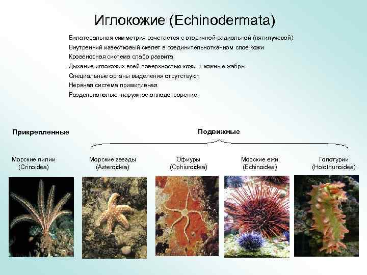 Какие признаки характерны для царства к которому относят организм изображенный на рисунке