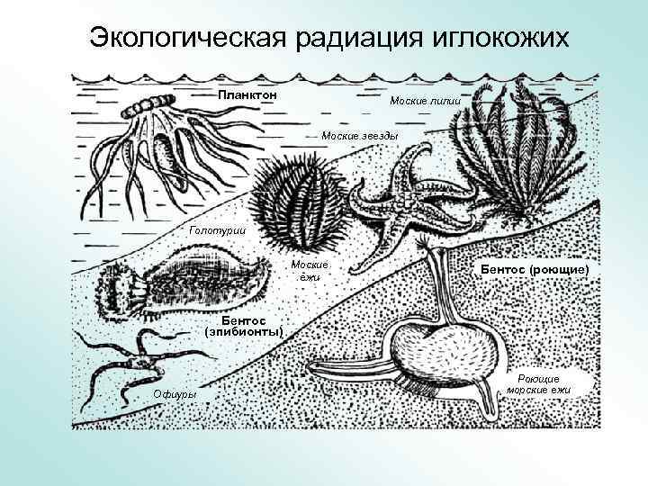 Экологическая радиация иглокожих Планктон Моские лилии Моские звезды Голотурии Моские ежи Бентос (роющие) Бентос