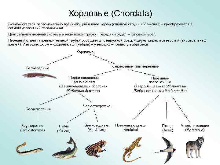 Тип скелета хордовых животных