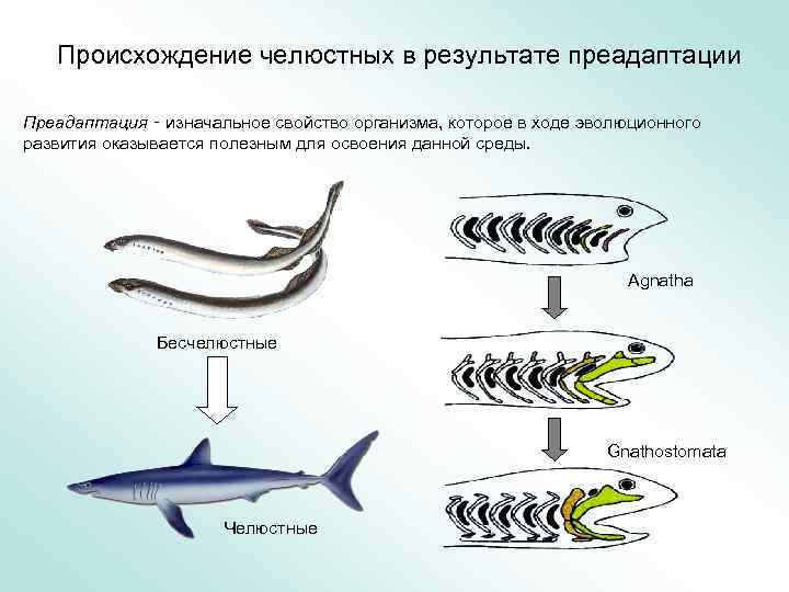 Происхождение челюстных в результате преадаптации Преадаптация ‑ изначальное свойство организма, которое в ходе эволюционного