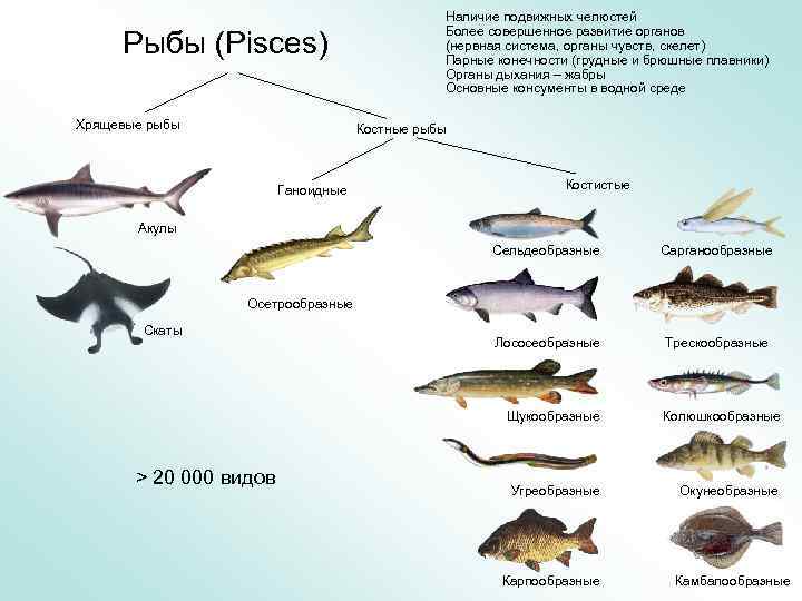 Рыбы (Pisces) Хрящевые рыбы Наличие подвижных челюстей Более совершенное развитие органов (нервная система, органы