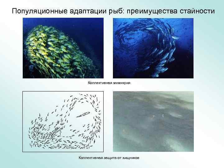 Популяционные адаптации рыб: преимущества стайности Коллективная мимикрия Коллективная защита от хищников 