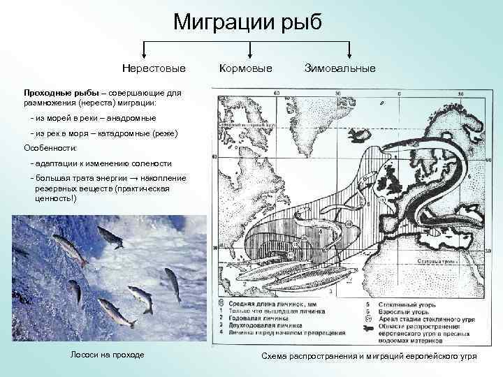 Миграции рыб Нерестовые Кормовые Зимовальные Проходные рыбы – совершающие для размножения (нереста) миграции: -