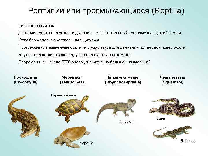 Экология рептилий презентация