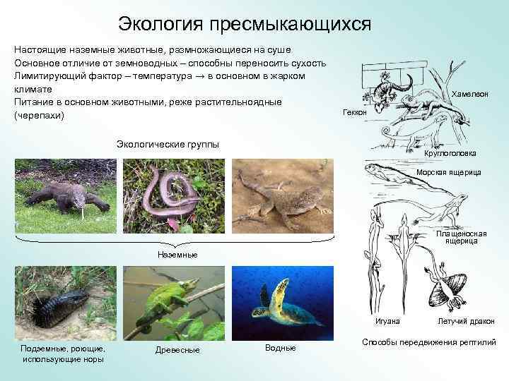 Приспособленность рептилий к жизни на суше. Экологические группы рептилий. Экологические группы пресмыкающихся. Окружающая среда рептилий. Экология пресмыкающихся.