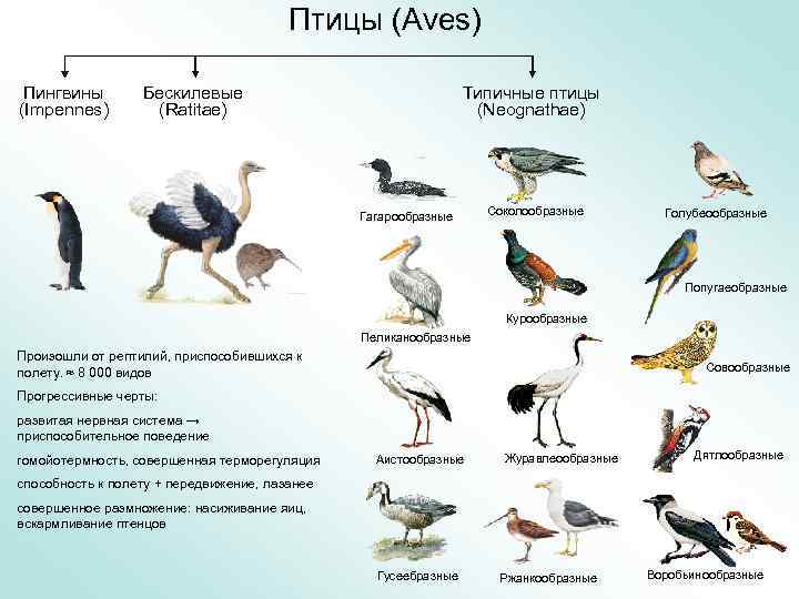 Систематика птиц презентация