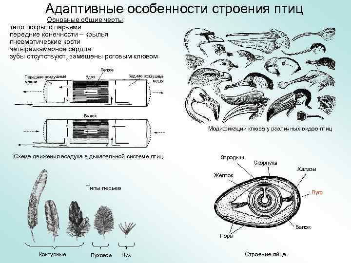 Адаптивные особенности строения птиц Основные общие черты: тело покрыто перьями передние конечности – крылья