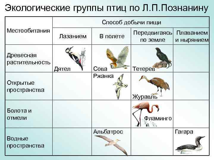 Экологические группы птиц по месту обитания таблица