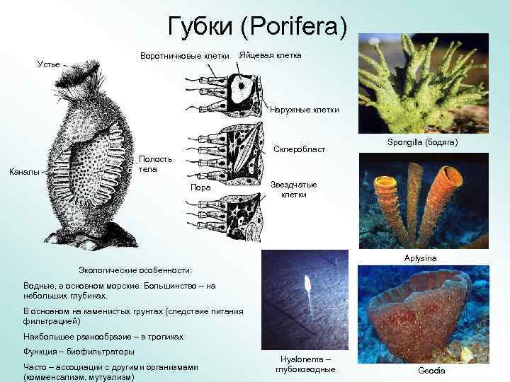 Губки (Porifera) Воротничковые клетки Устье Яйцевая клетка Наружные клетки Склеробласт Spongilla (бодяга) Полость тела