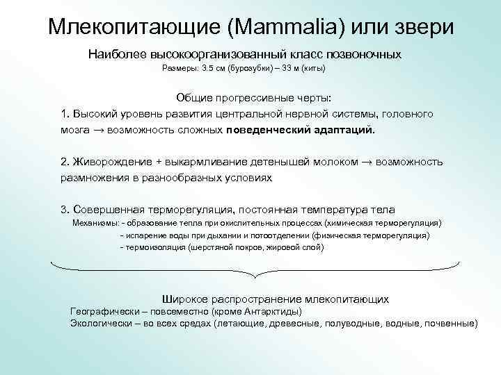 Млекопитающие (Mammalia) или звери Наиболее высокоорганизованный класс позвоночных Размеры: 3. 5 см (бурозубки) –