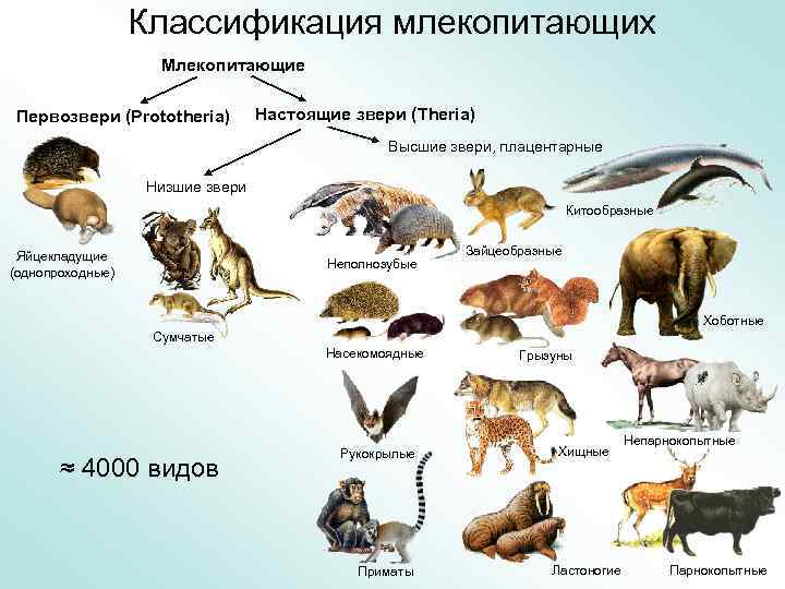 Классификация млекопитающих Млекопитающие Первозвери (Prototheria) Настоящие звери (Theria) Высшие звери, плацентарные Низшие звери Китообразные