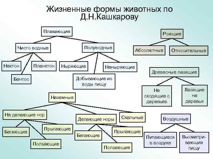 Жизненные формы животных по Д. Н. Кашкарову Плавающие Полуводные Чисто водные Нектон Роющие Планктон