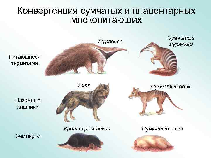 Конвергенция сумчатых и плацентарных млекопитающих Муравьед Сумчатый муравьед Питающиеся термитами Волк Сумчатый волк Наземные