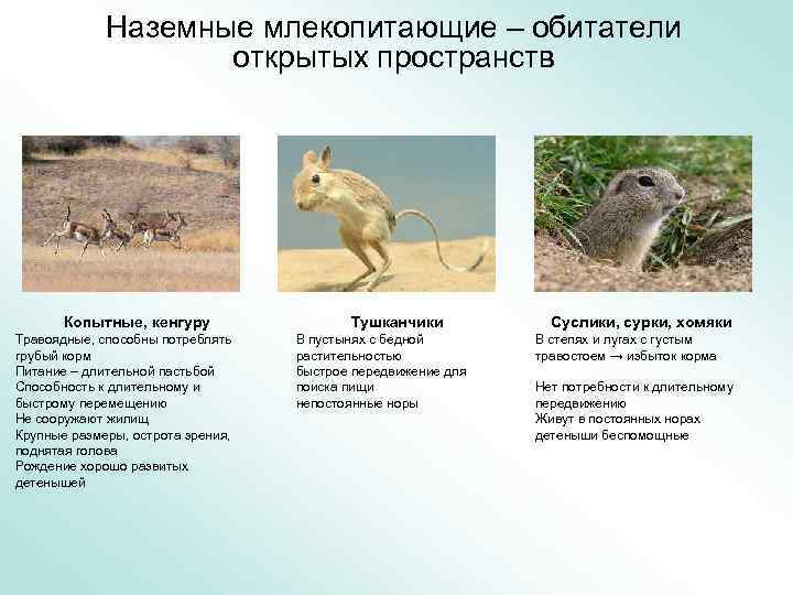 Наземное млекопитающее примеры