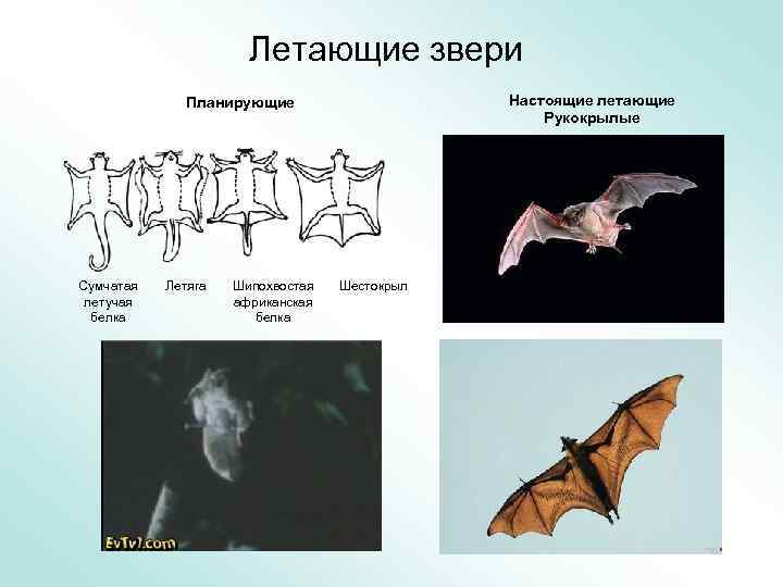 Летающие звери Настоящие летающие Рукокрылые Планирующие Сумчатая летучая белка Летяга Шипохвостая африканская белка Шестокрыл