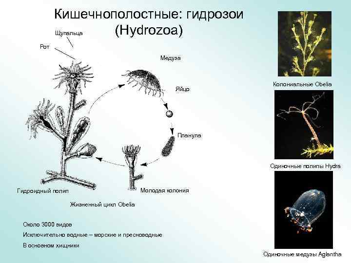 Жизненный цикл полипа. Планула гидры. Obelia планула. Гидра обелия планула. Жизненный цикл кишечнополостных схема.