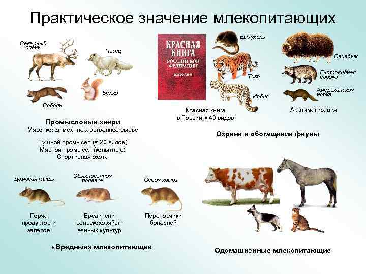 Экологические группы млекопитающих значение млекопитающих для человека презентация