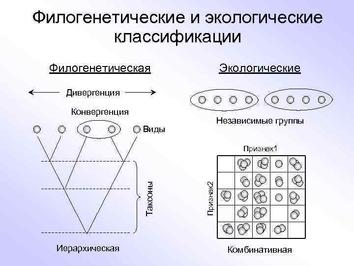 Филогенетические и экологические классификации Филогенетическая Экологические Дивергенция Конвергенция Независимые группы Виды Иерархическая Признак 2
