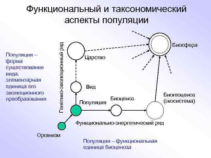 Популяция – форма существования вида, элементарная единица его эволюционного преобразования Генетико-эволюционный ряд Функциональный и