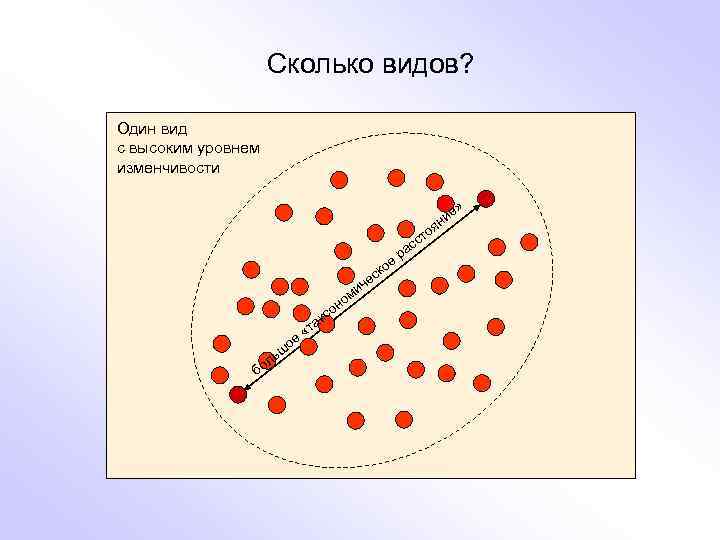 Сколько видов? Один вид с высоким уровнем изменчивости е» то и ян ое сс