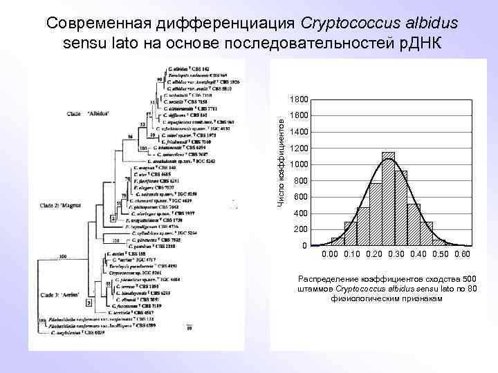 Современная дифференциация Cryptococcus albidus sensu lato на основе последовательностей р. ДНК Число коэффициентов 1800
