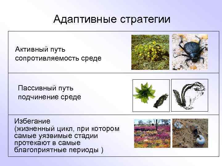 Адаптивные стратегии Активный путь сопротивляемость среде Пассивный путь подчинение среде Избегание (жизненный цикл, при