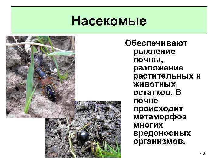 Разлагают остатки растений и животных