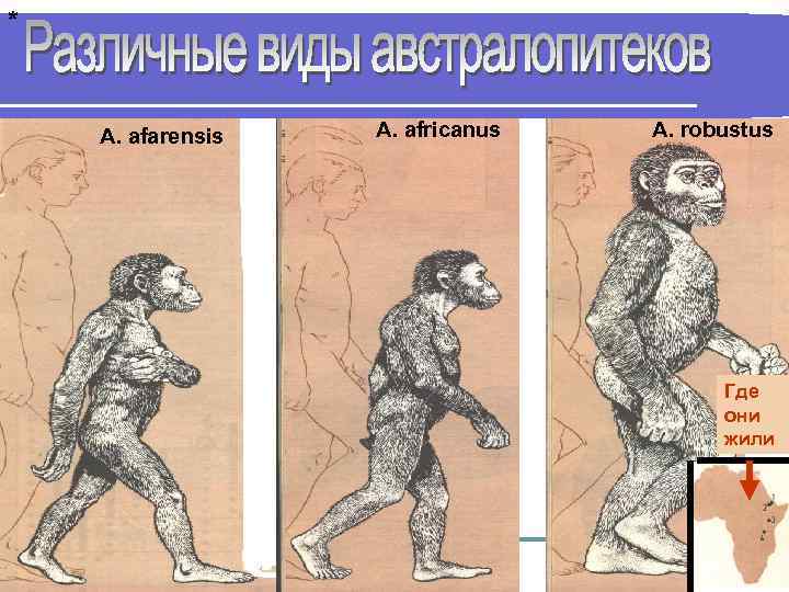 * A. afarensis A. africanus A. robustus Где они жили 