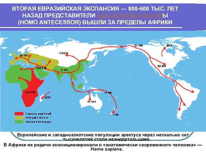 ВТОРАЯ ЕВРАЗИЙСКАЯ ЭКСПАНСИЯ ― 800 -600 ТЫС. ЛЕТ НАЗАД ПРЕДСТАВИТЕЛИ АШЕЛЬСКОЙ КУЛЬТУРЫ (HOMO ANTECESSOR)