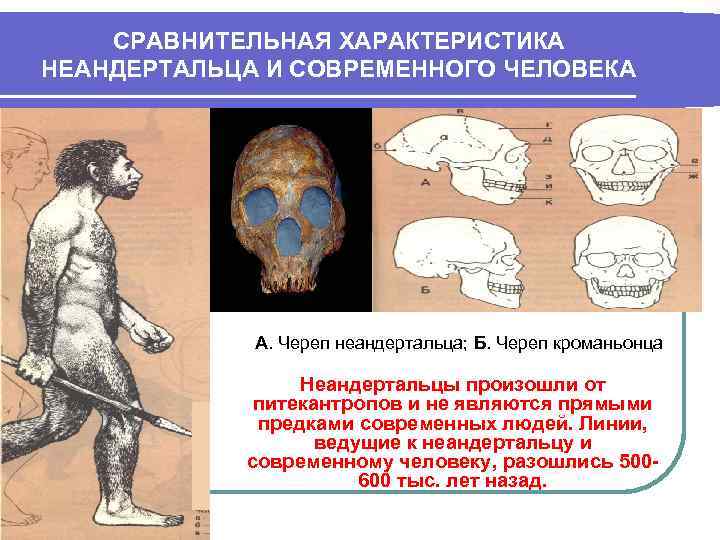 СРАВНИТЕЛЬНАЯ ХАРАКТЕРИСТИКА НЕАНДЕРТАЛЬЦА И СОВРЕМЕННОГО ЧЕЛОВЕКА А. Череп неандертальца; Б. Череп кроманьонца Неандертальцы произошли